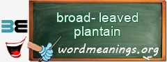 WordMeaning blackboard for broad-leaved plantain
